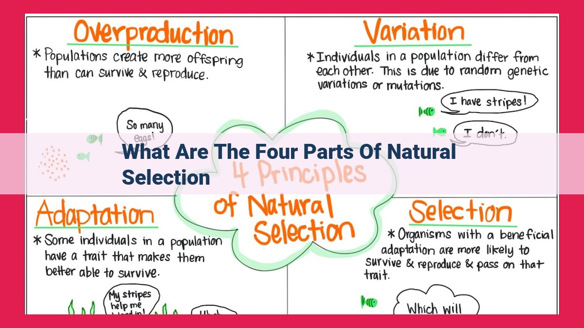 what are the four parts of natural selection