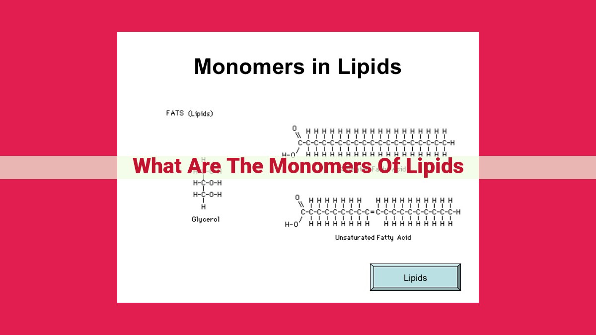 what are the monomers of lipids