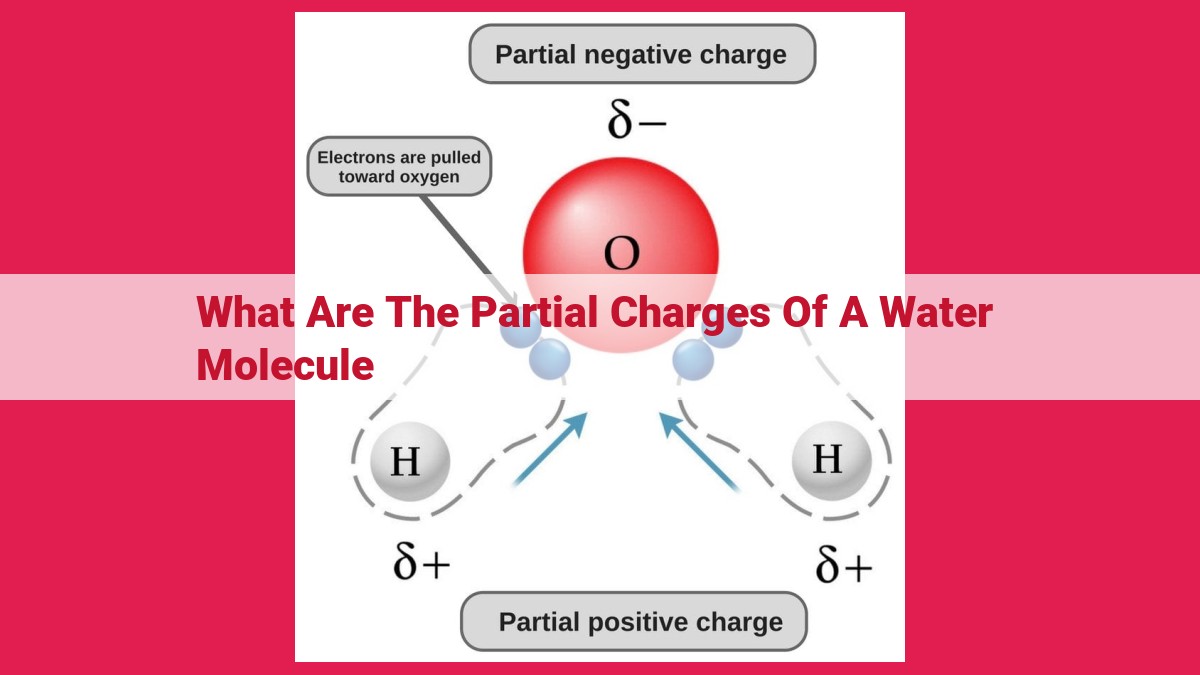 what are the partial charges of a water molecule