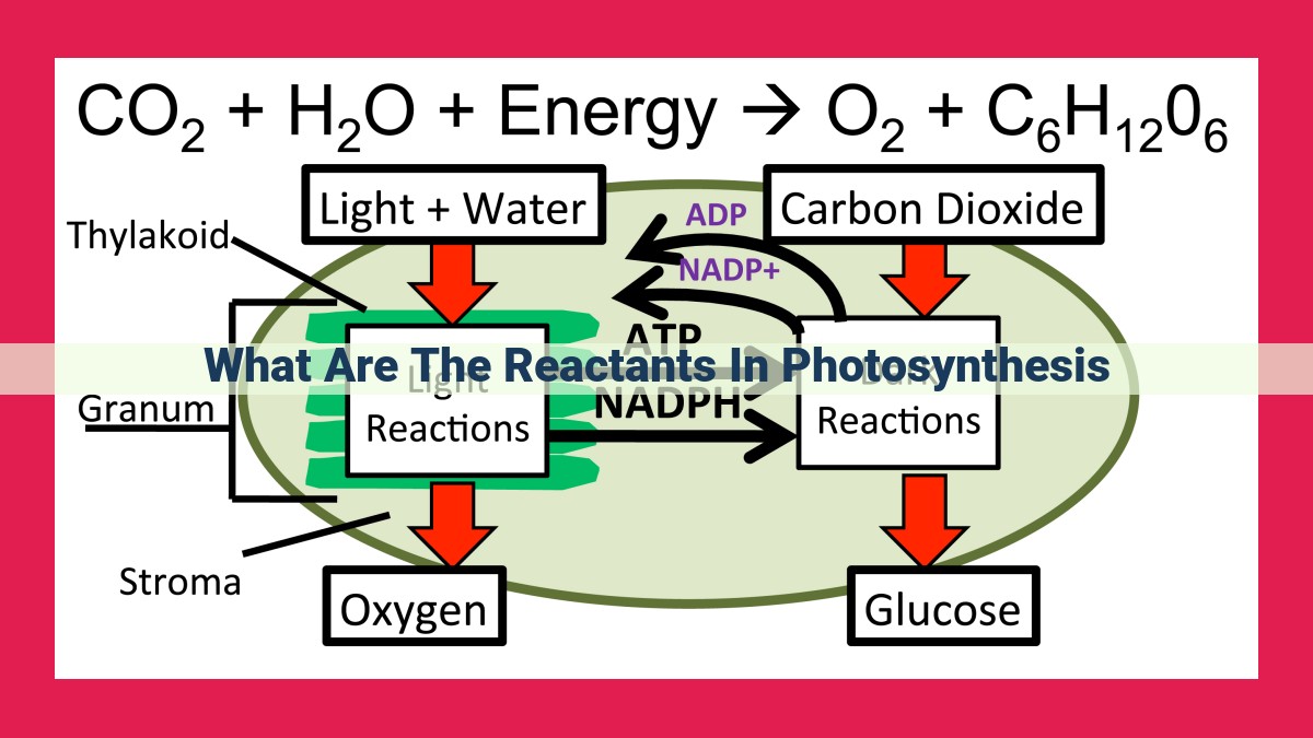 what are the reactants in photosynthesis