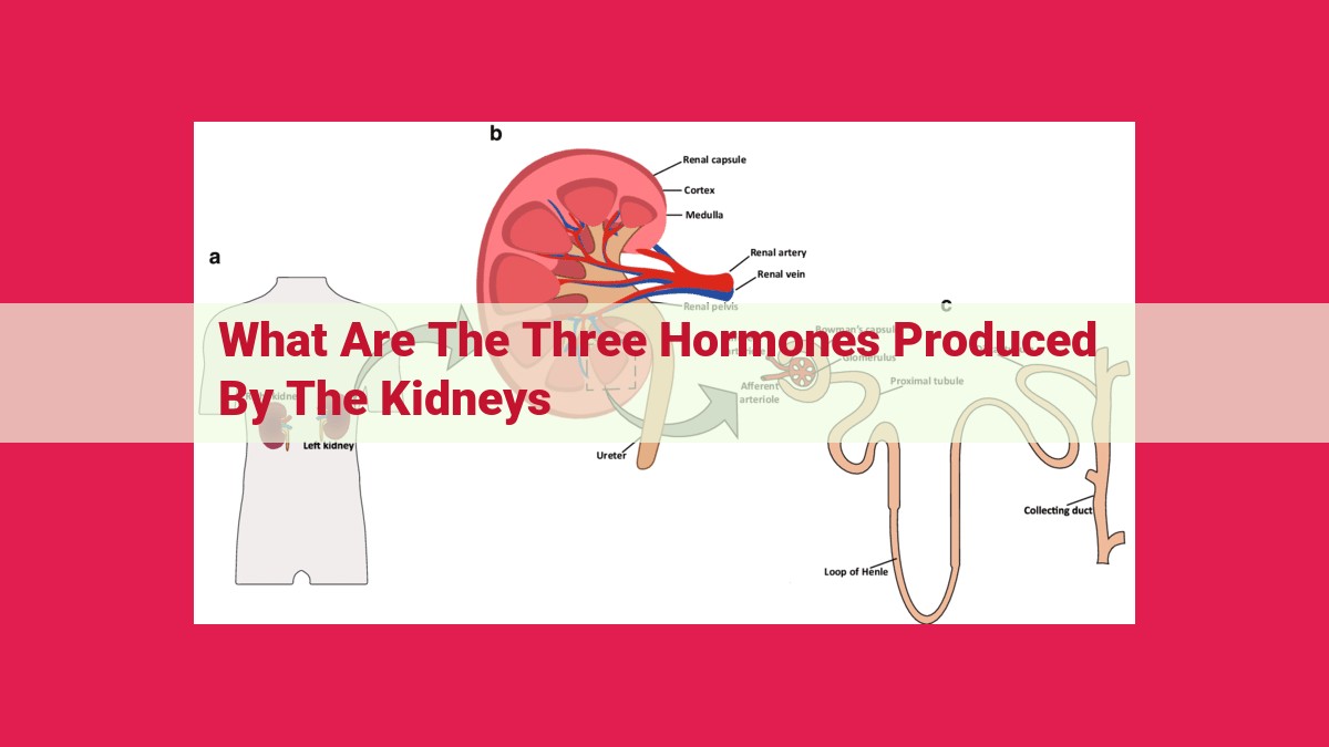 what are the three hormones produced by the kidneys