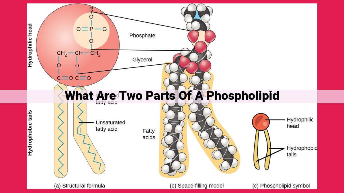 what are two parts of a phospholipid