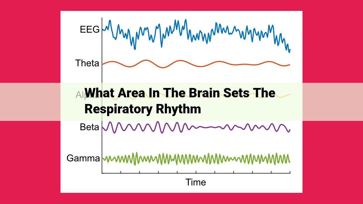 what area in the brain sets the respiratory rhythm