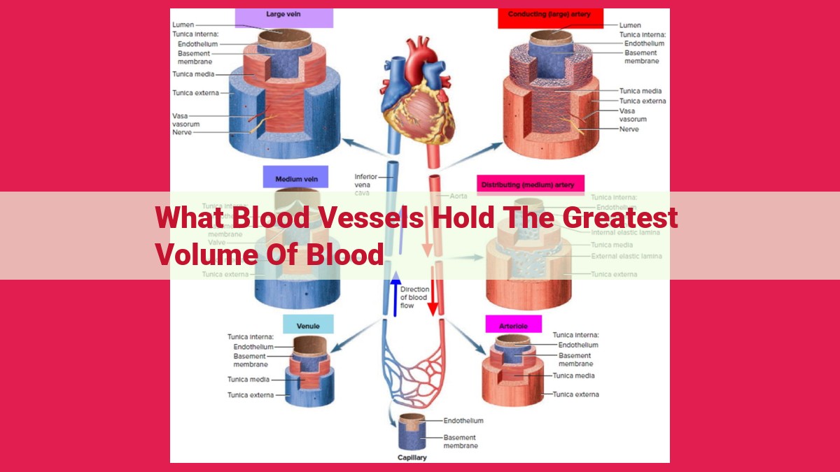 what blood vessels hold the greatest volume of blood