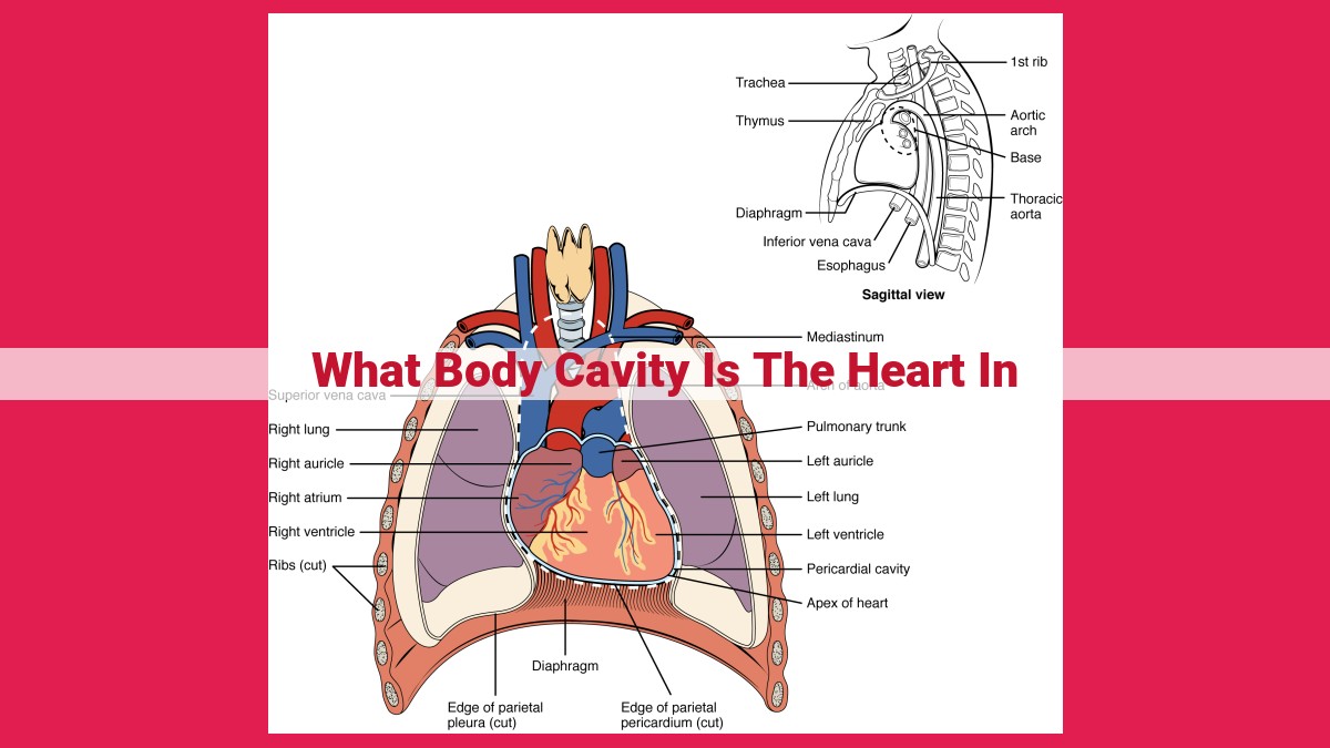 what body cavity is the heart in