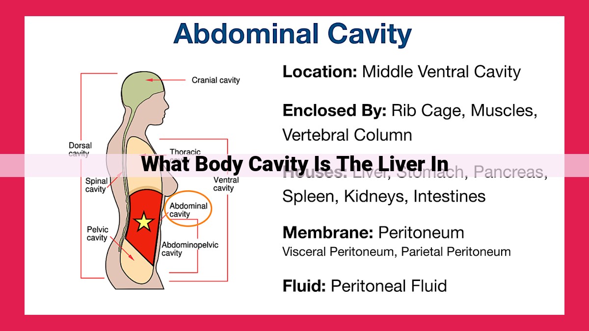 what body cavity is the liver in