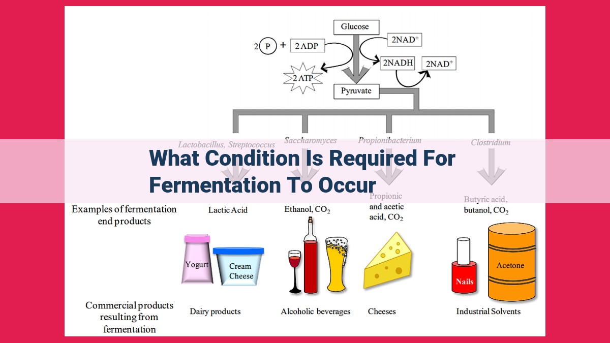 what condition is required for fermentation to occur