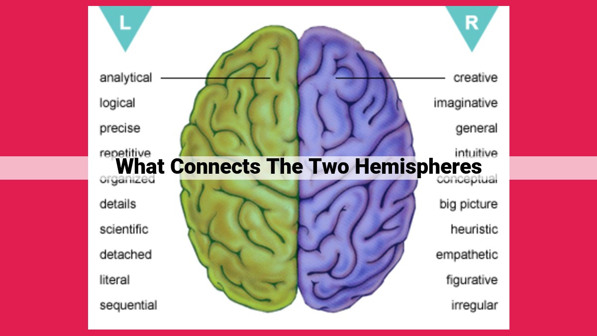 what connects the two hemispheres