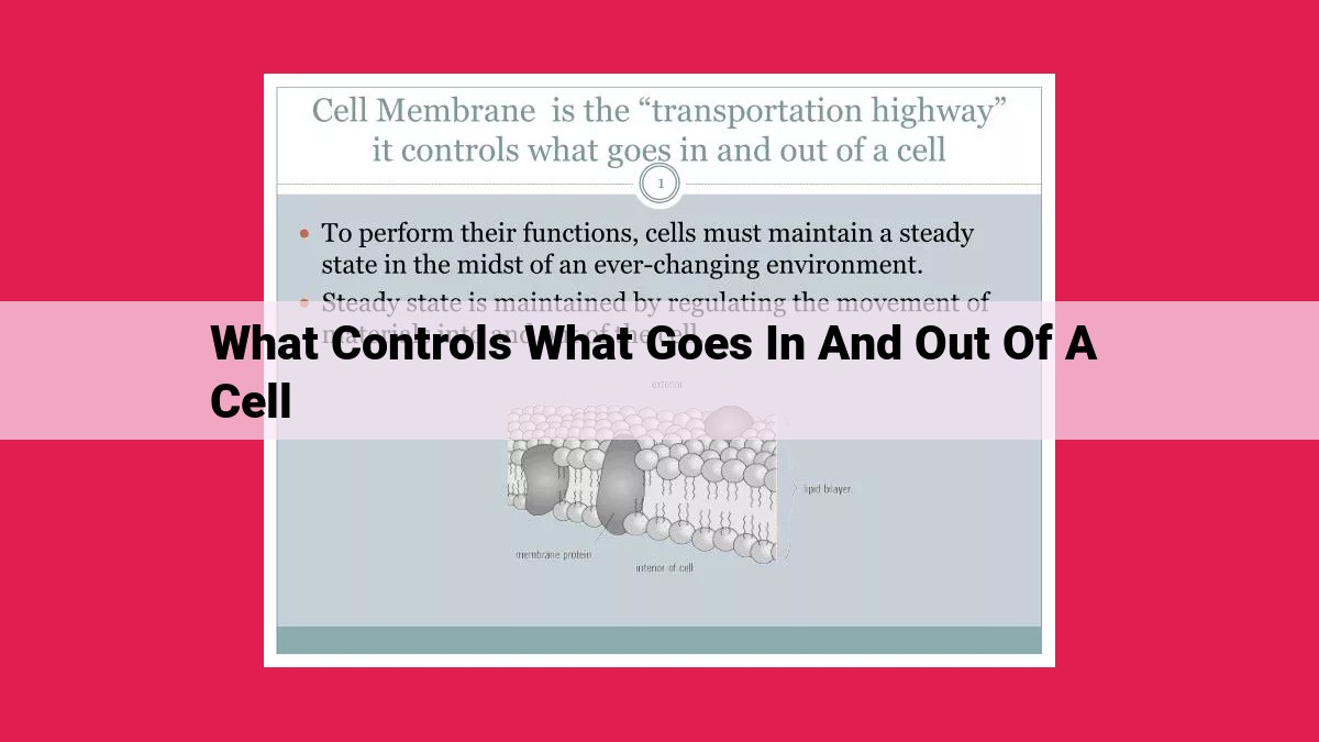 what controls what goes in and out of a cell