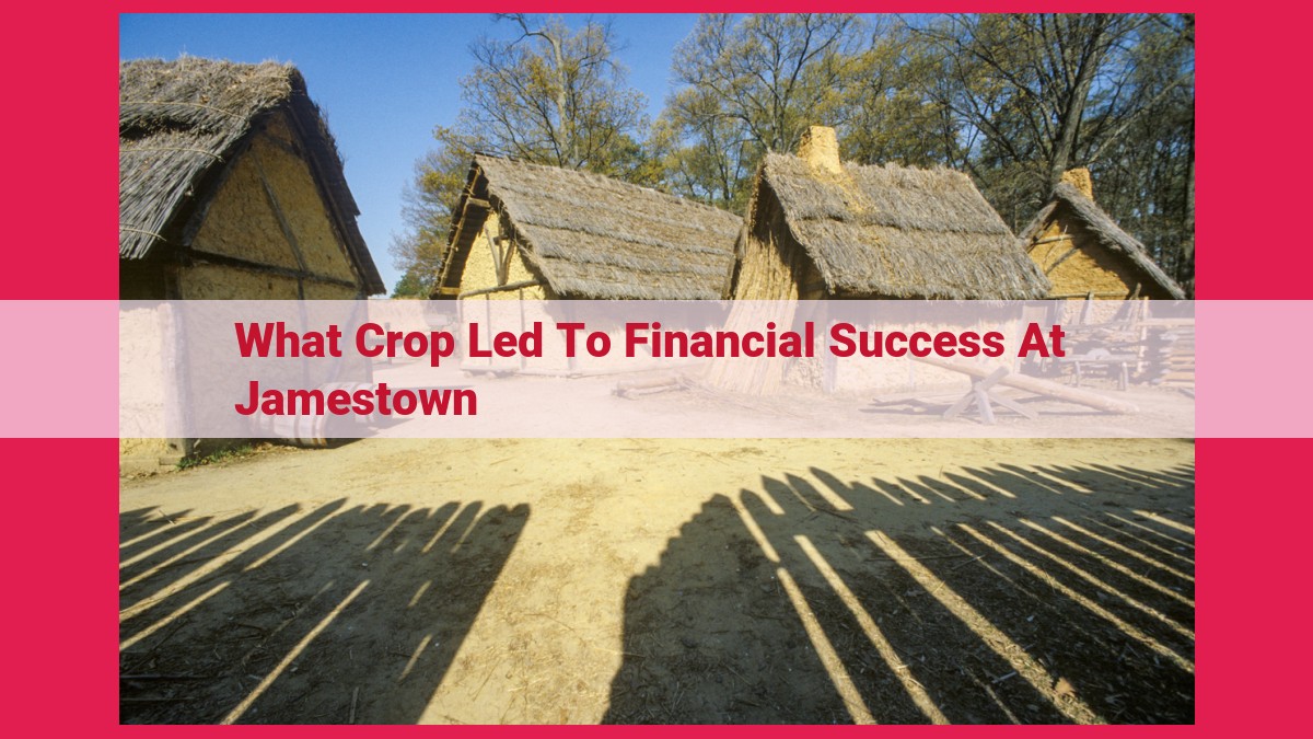 what crop led to financial success at jamestown