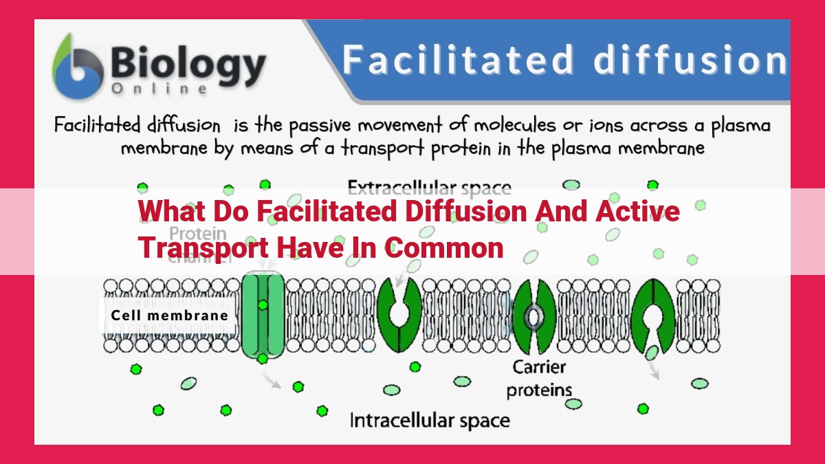 what do facilitated diffusion and active transport have in common