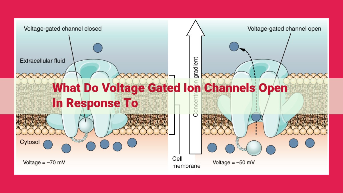 what do voltage gated ion channels open in response to