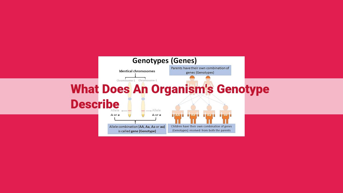 what does an organism's genotype describe