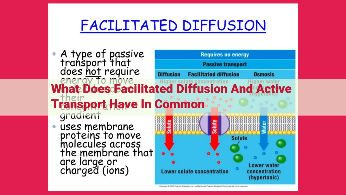 what does facilitated diffusion and active transport have in common