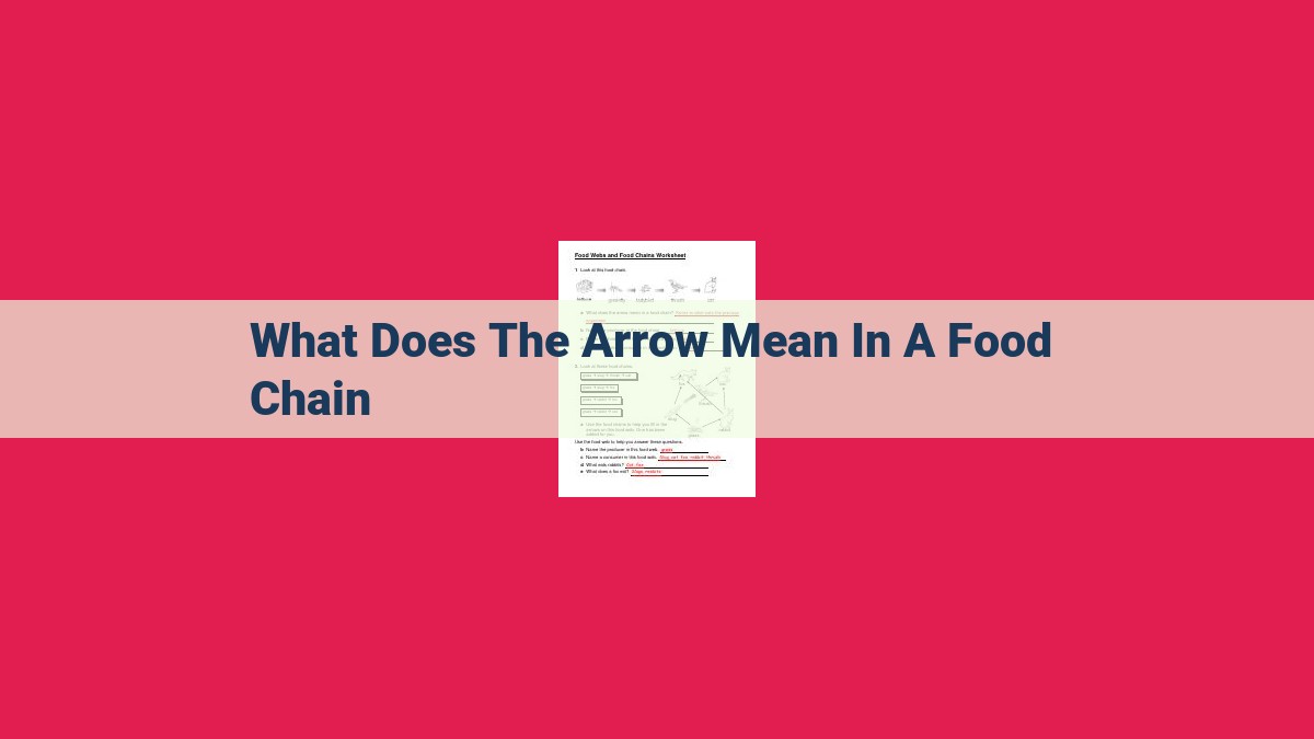 what does the arrow mean in a food chain