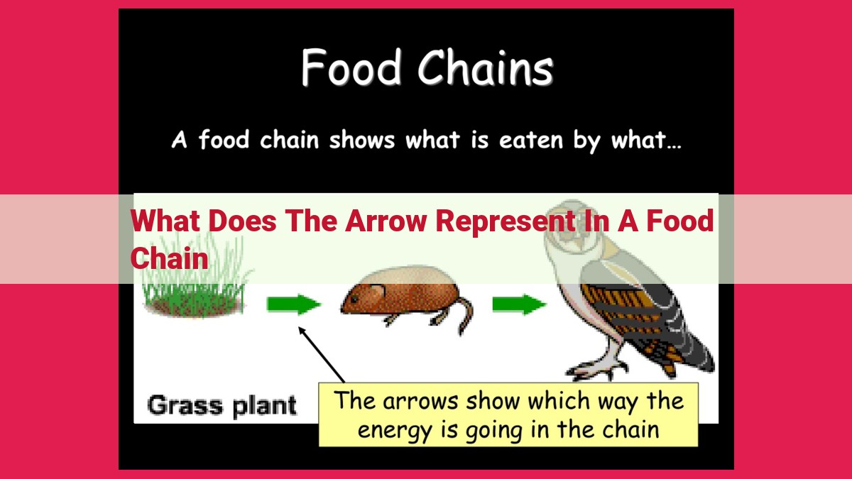 what does the arrow represent in a food chain