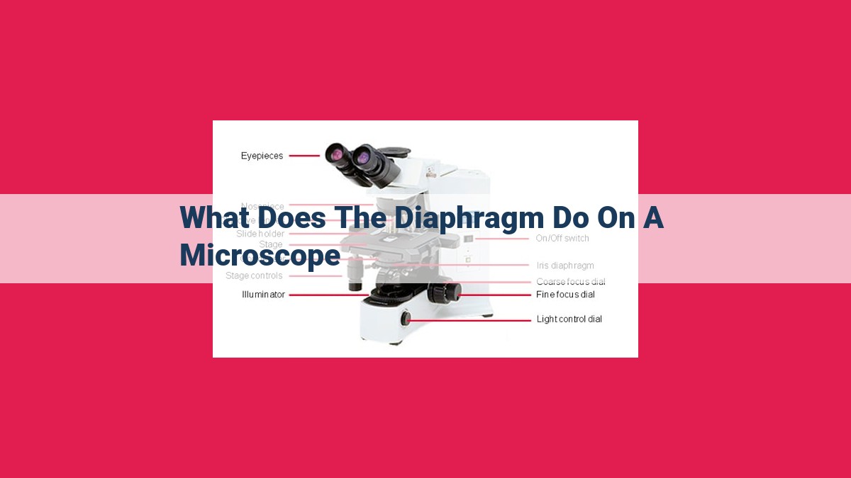 what does the diaphragm do on a microscope