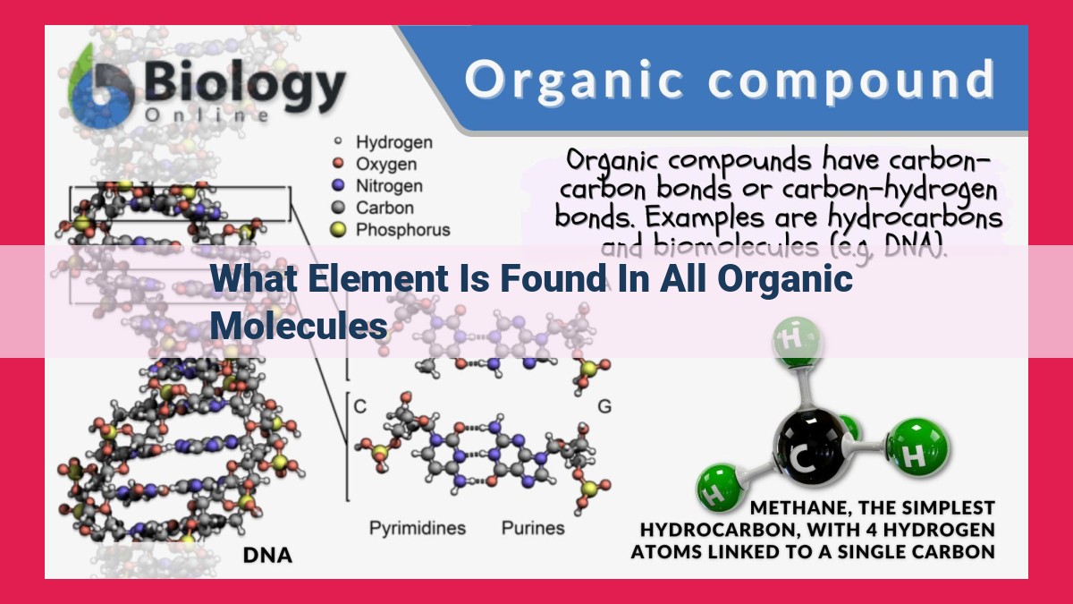 what element is found in all organic molecules