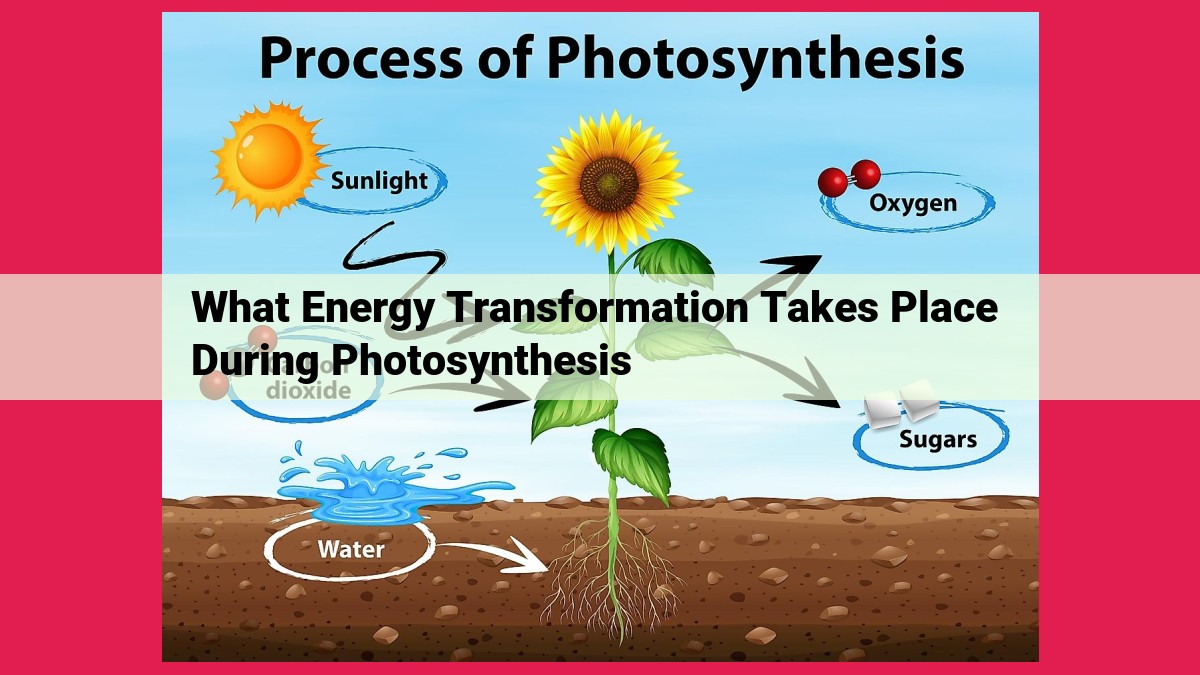 what energy transformation takes place during photosynthesis