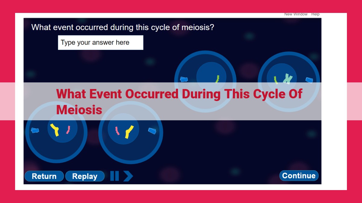 what event occurred during this cycle of meiosis