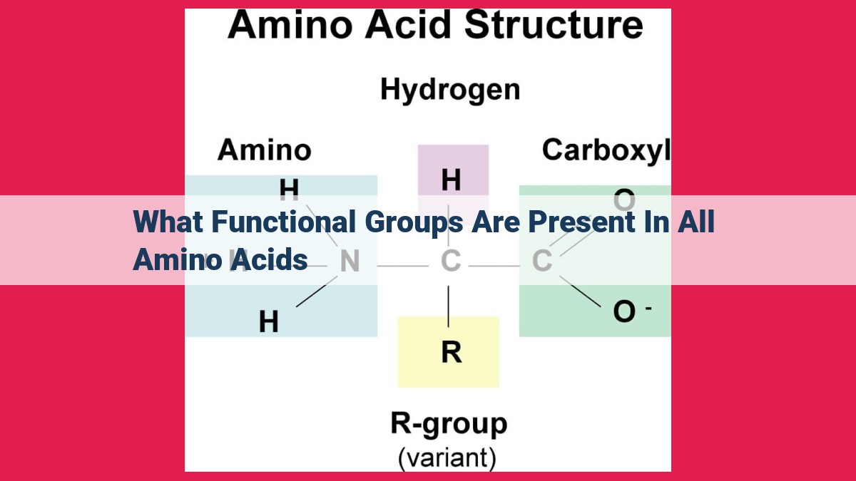 what functional groups are present in all amino acids