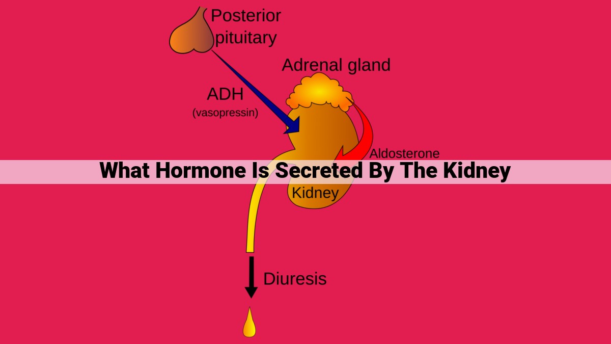 what hormone is secreted by the kidney