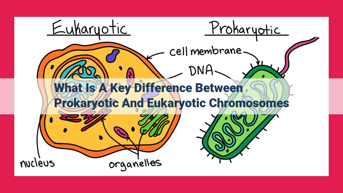 what is a key difference between prokaryotic and eukaryotic chromosomes