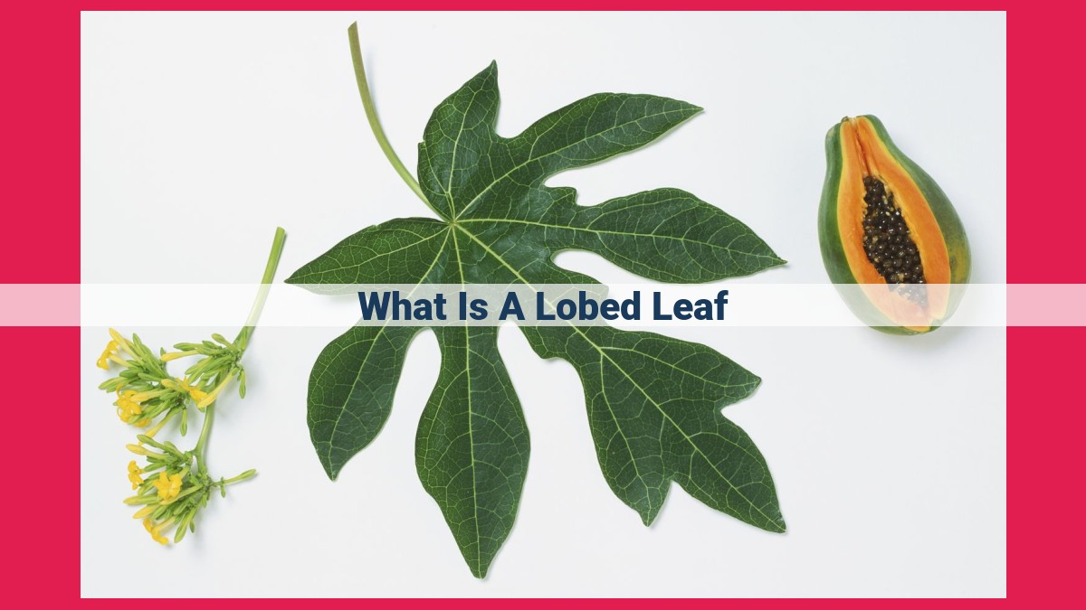 what is a lobed leaf