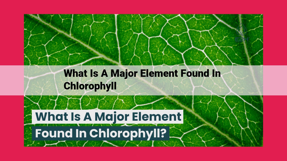 what is a major element found in chlorophyll