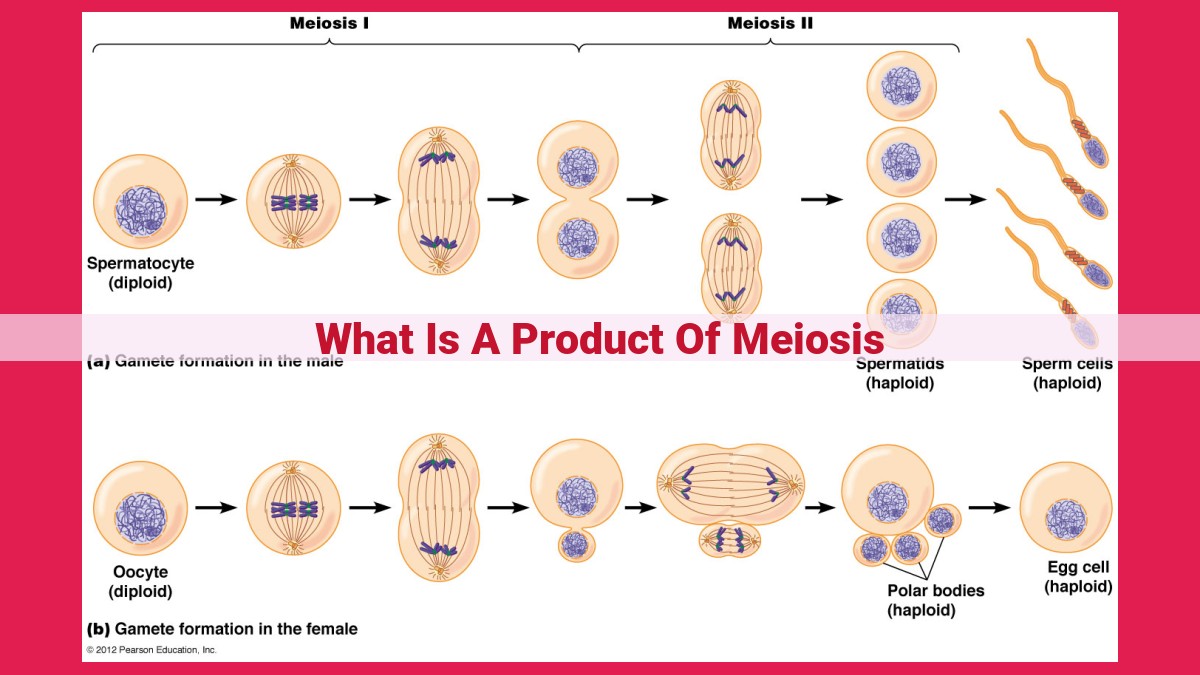 what is a product of meiosis