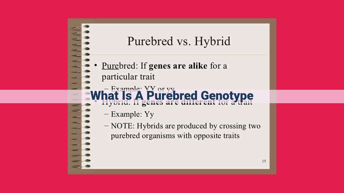 what is a purebred genotype