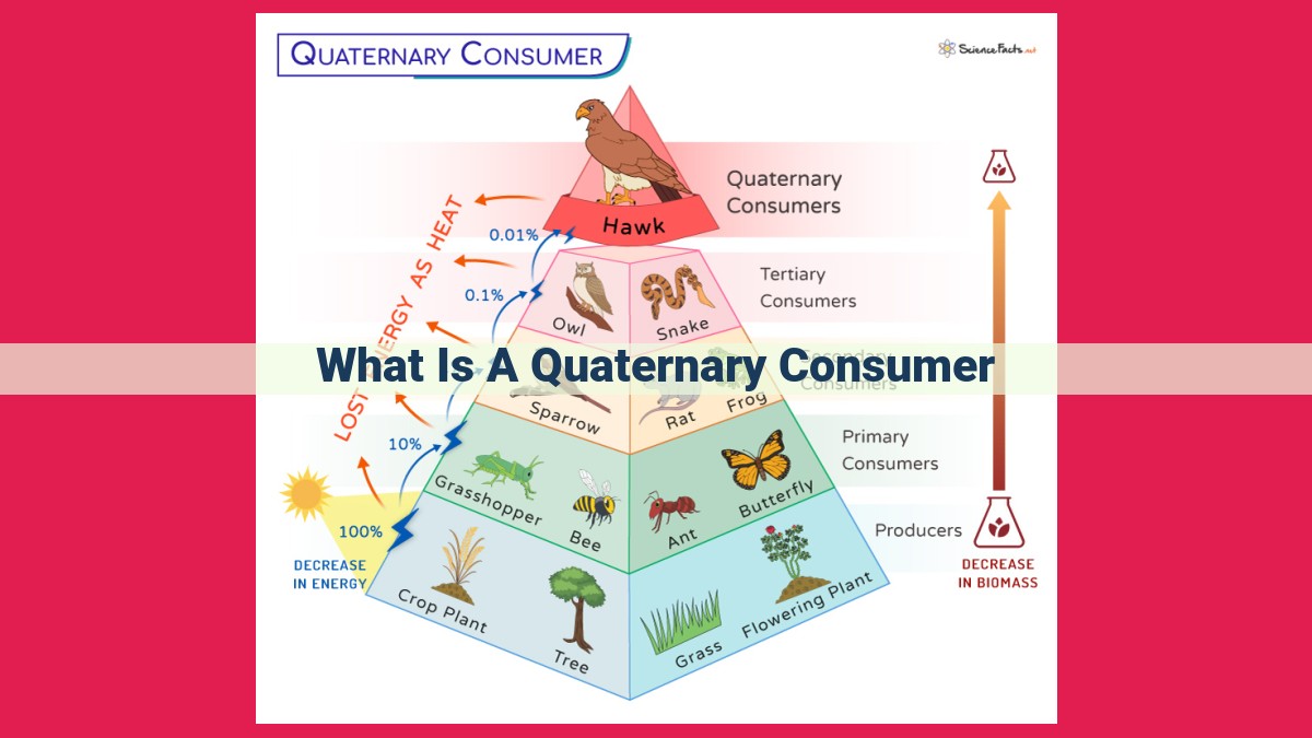 what is a quaternary consumer