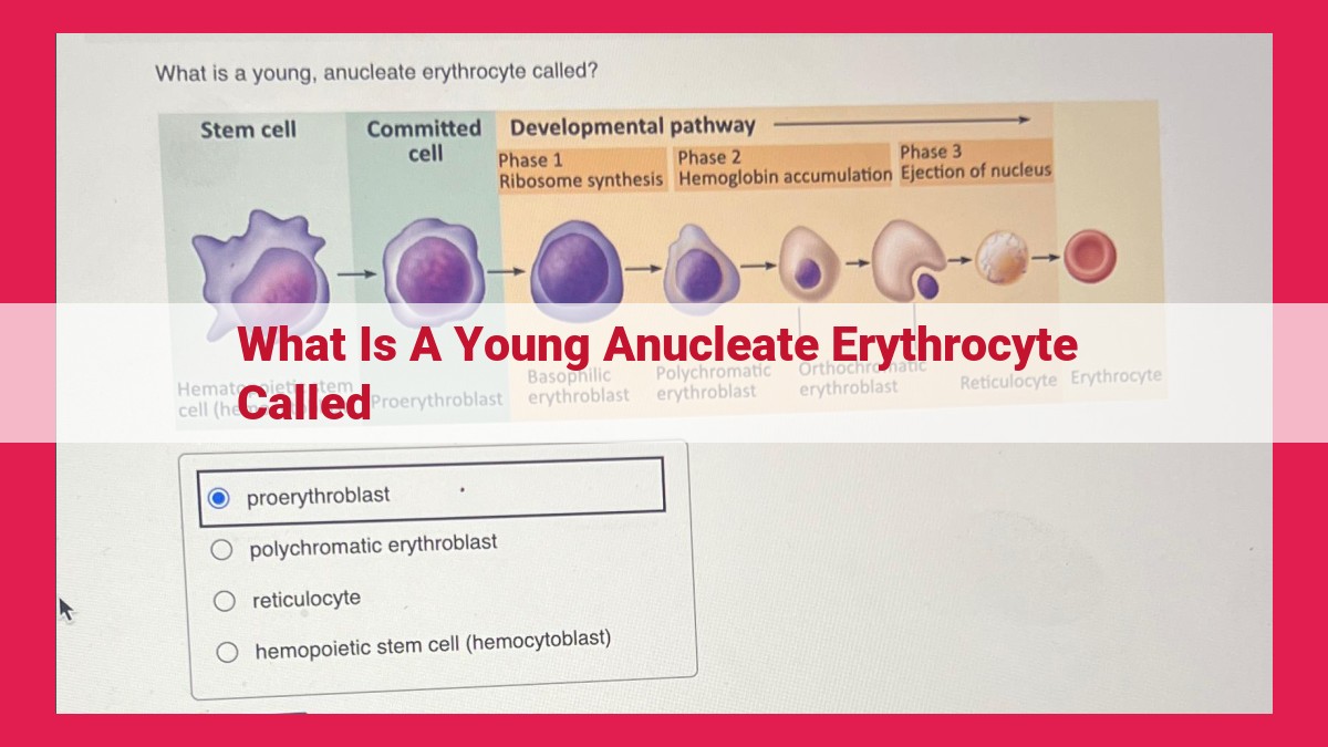 what is a young anucleate erythrocyte called