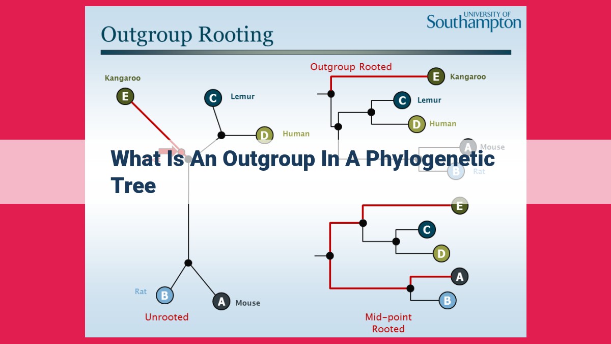 what is an outgroup in a phylogenetic tree