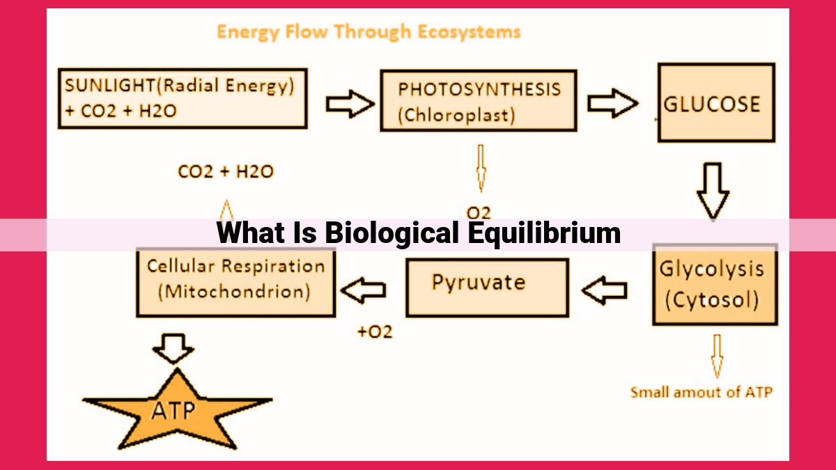 what is biological equilibrium