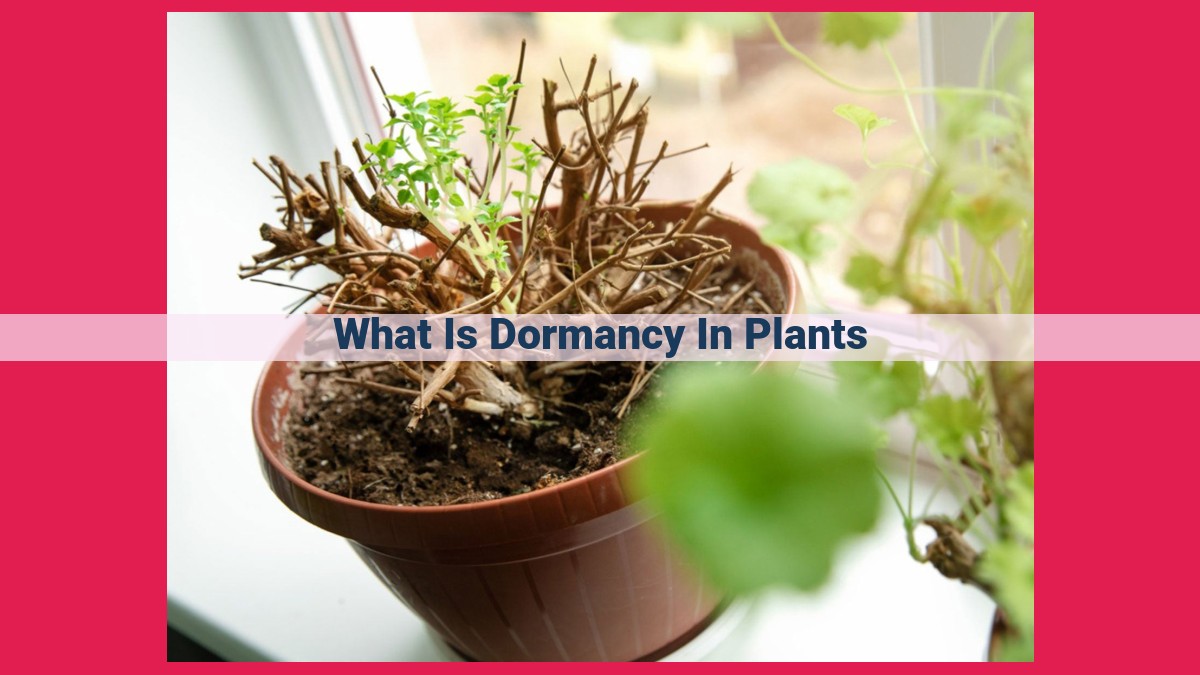 what is dormancy in plants