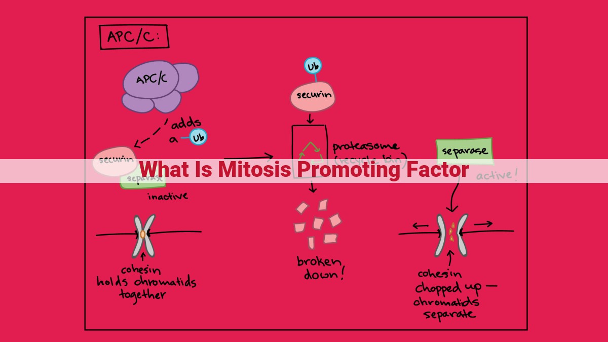 what is mitosis promoting factor