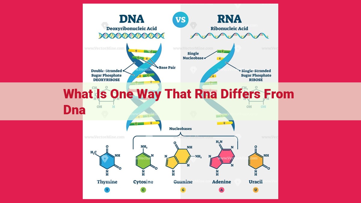 what is one way that rna differs from dna