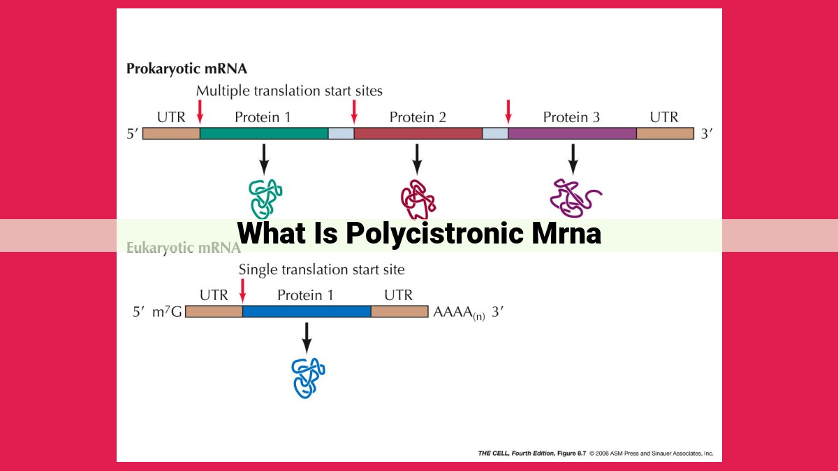 what is polycistronic mrna