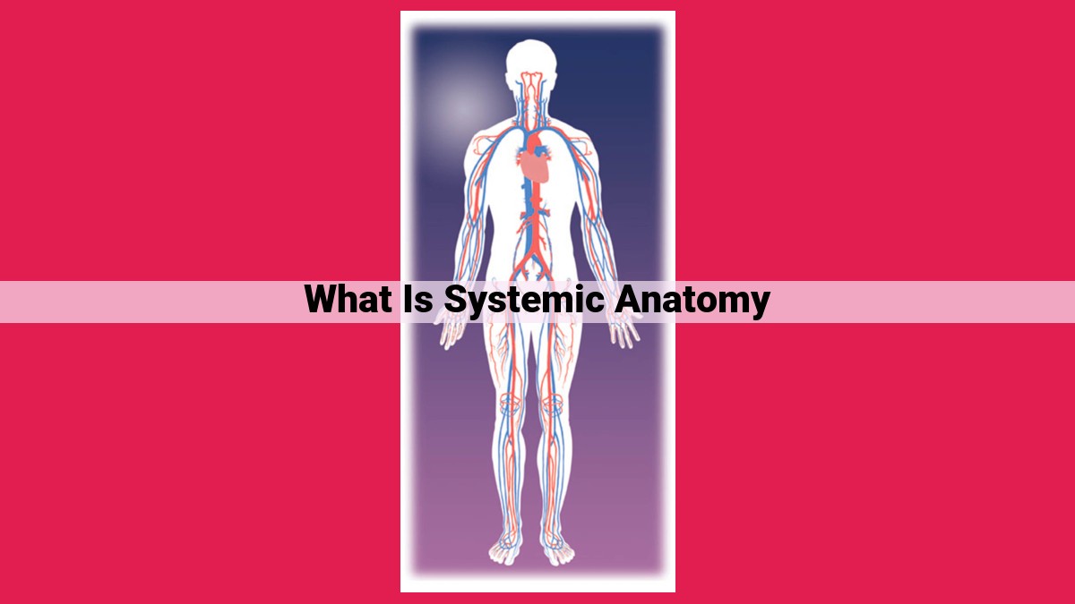 what is systemic anatomy