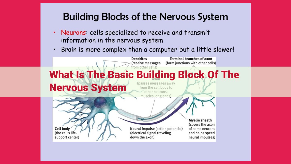 what is the basic building block of the nervous system