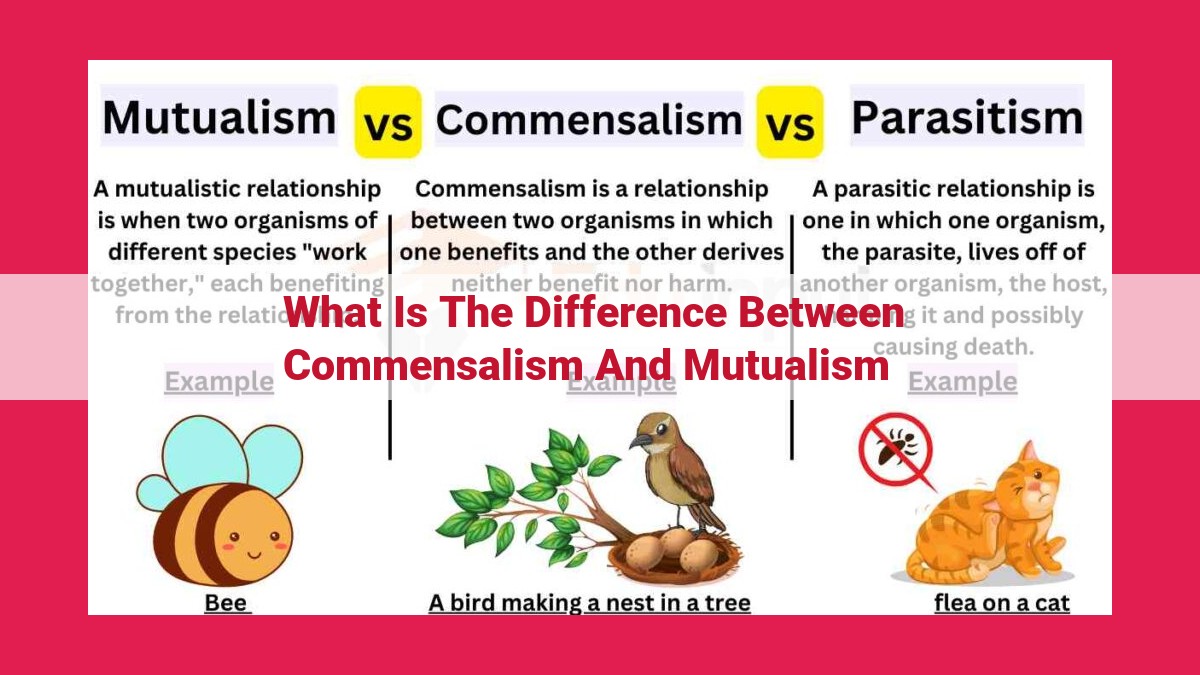 what is the difference between commensalism and mutualism