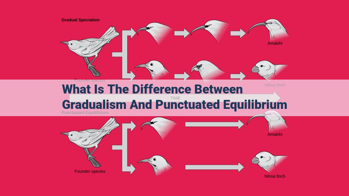 what is the difference between gradualism and punctuated equilibrium