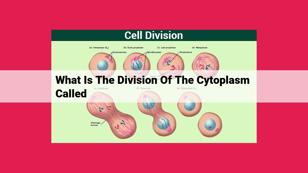 what is the division of the cytoplasm called