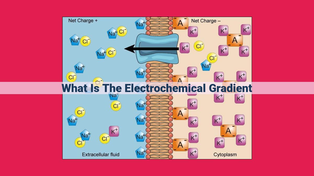 what is the electrochemical gradient