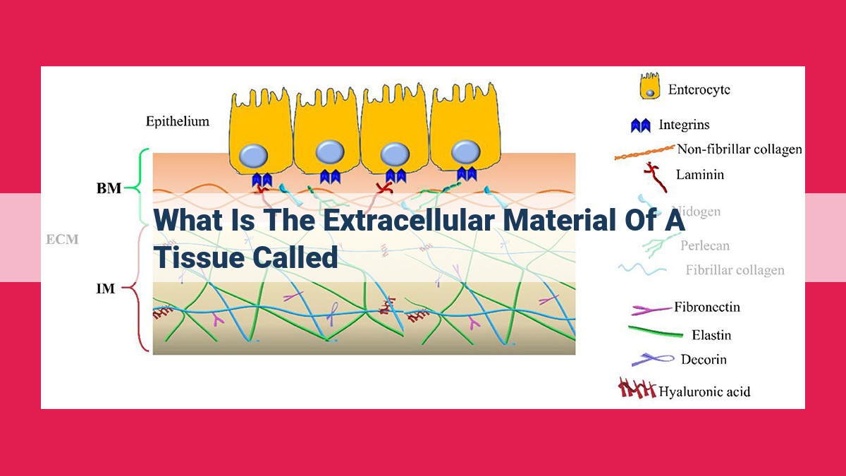 what is the extracellular material of a tissue called