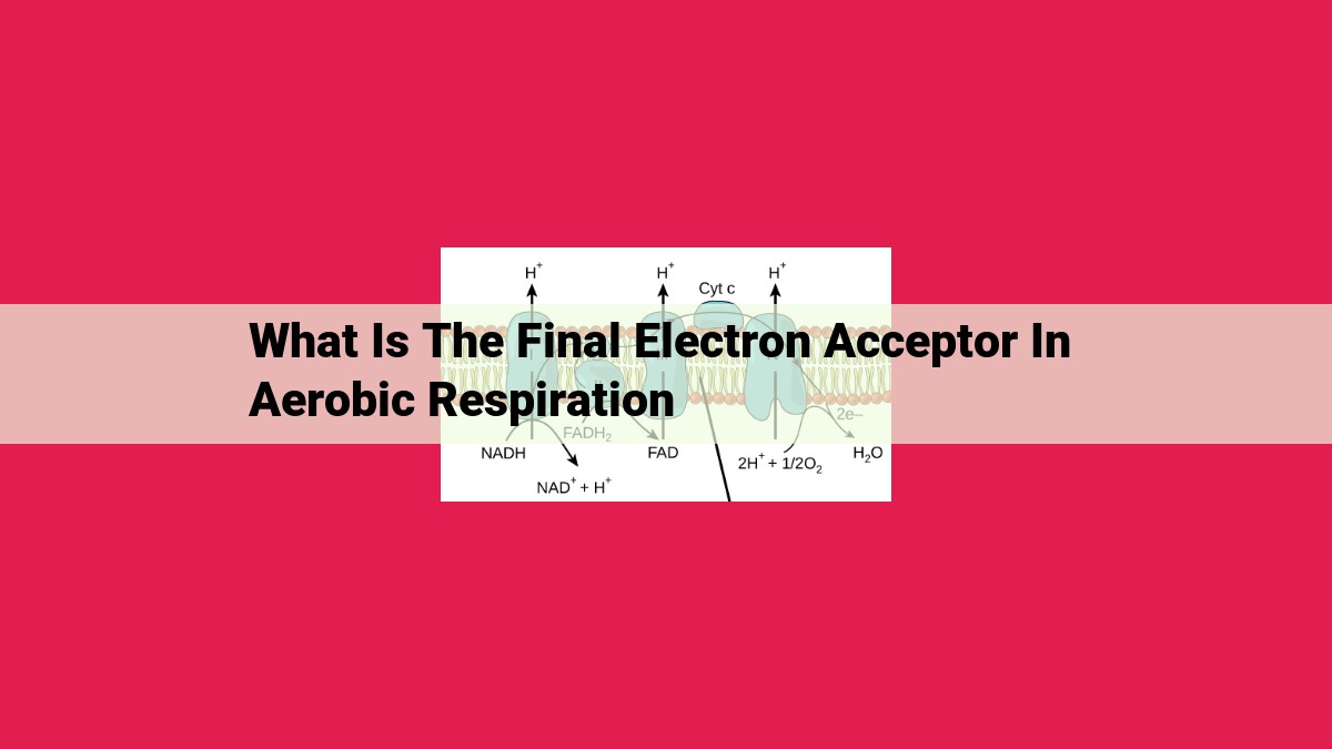 what is the final electron acceptor in aerobic respiration