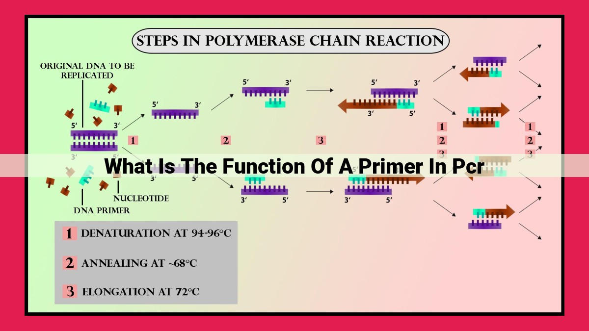 what is the function of a primer in pcr