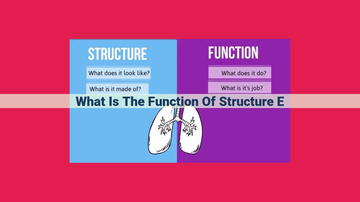 what is the function of structure e