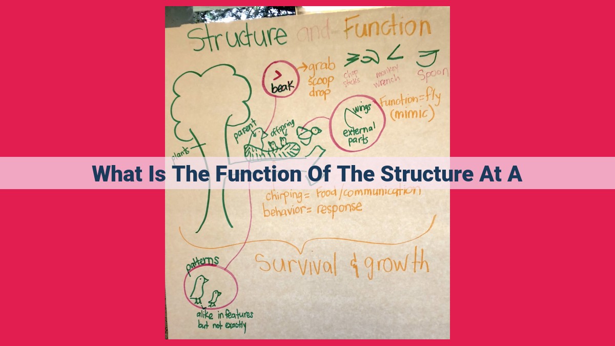 what is the function of the structure at a